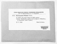 Pyrenopeziza fuckelii image